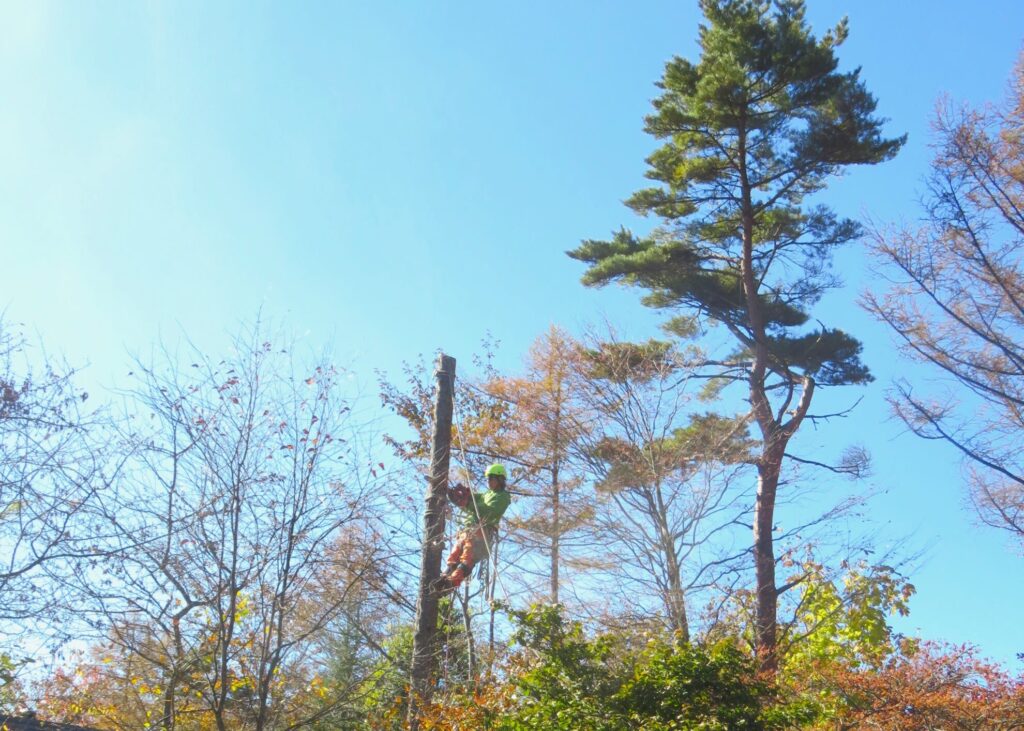 10_Y様邸_山梨県北杜市高根町清里_IMG_8141｜Forest庵 - Ann（フォレスト・アン）｜山梨県・長野県のアーボリスト／ツリーケア・伐採・剪定