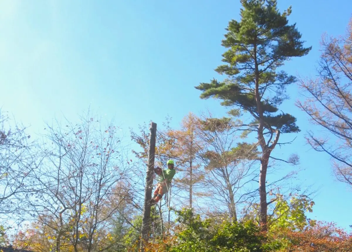10_Y様邸_山梨県北杜市高根町清里_IMG_8141｜Forest庵 - Ann（フォレスト・アン）｜山梨県・長野県のアーボリスト／ツリーケア・伐採・剪定