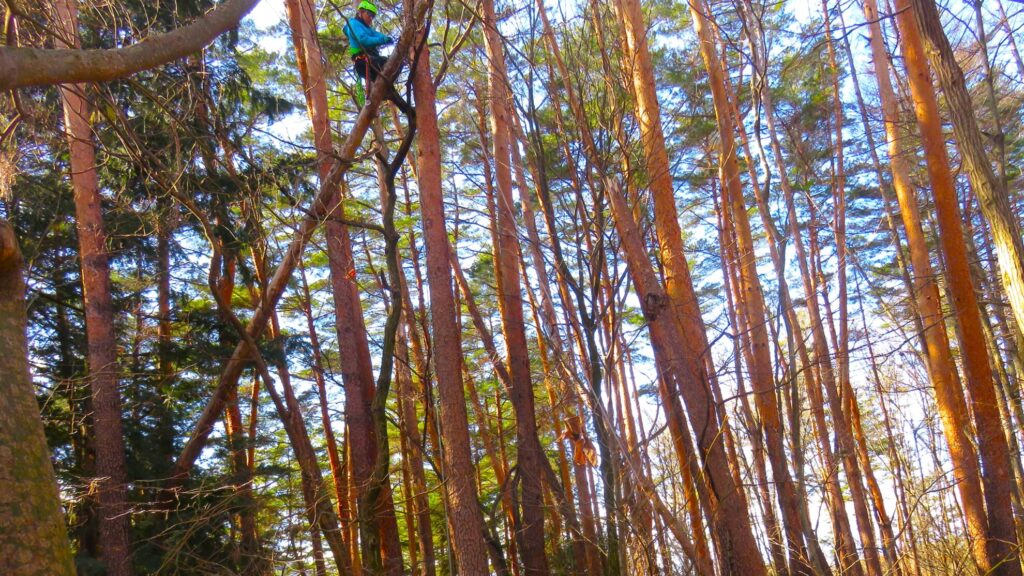 4_A様邸_山梨県北杜市小淵沢町_IMG_3129 - 16対9｜Forest庵 - Ann（フォレスト・アン）｜山梨県・長野県のアーボリスト／ツリーケア・伐採・剪定