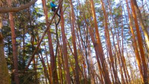 4_A様邸_山梨県北杜市小淵沢町_IMG_3129 - 16対9｜Forest庵 - Ann（フォレスト・アン）｜山梨県・長野県のアーボリスト／ツリーケア・伐採・剪定
