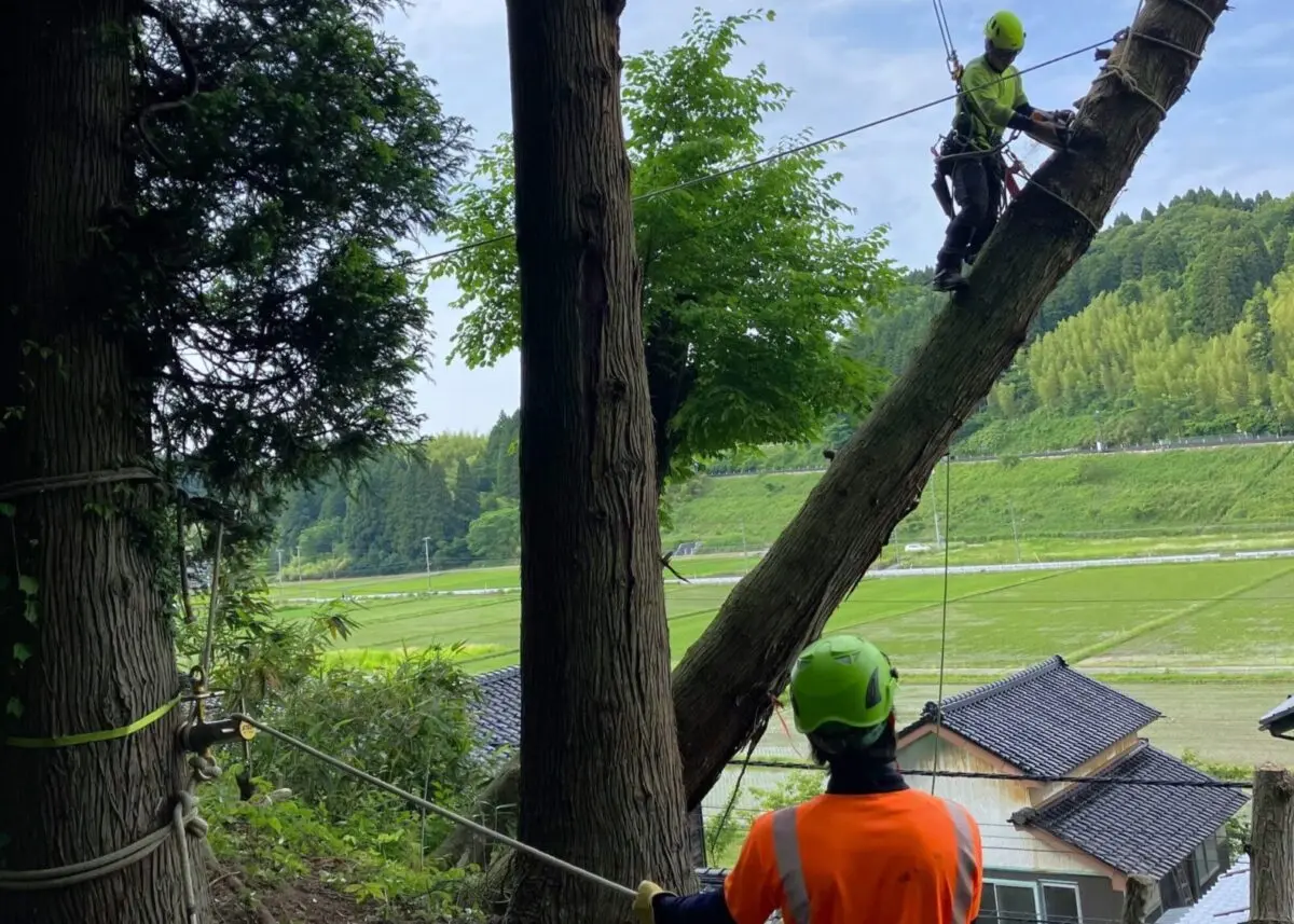 伐採｜急斜面・傾斜地】富山県氷見市の傾斜地の杉(スギ)の伐採
