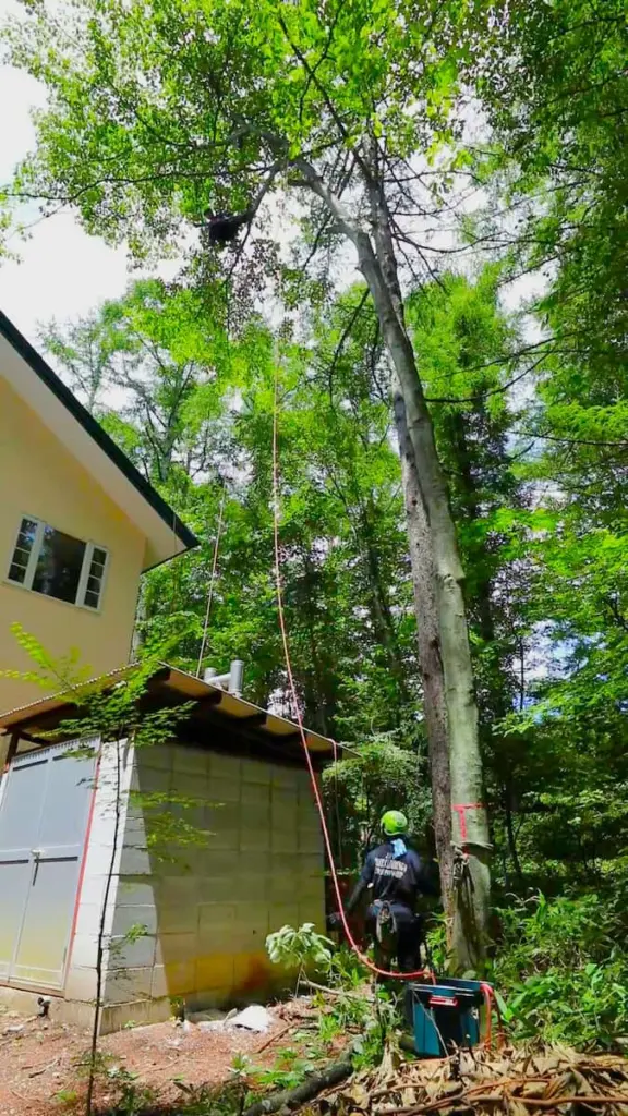 山採り　アカシデ　特大 山梨県での伐採・剪定はお任せください | Forest庵 - Ann