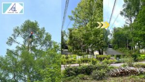 剪定・伐採事例__I様邸_山梨県北杜市大泉町_カラマツ