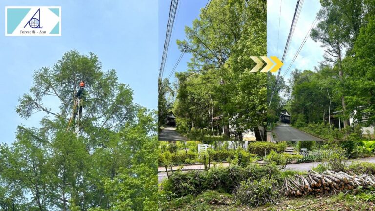 剪定・伐採事例__I様邸_山梨県北杜市大泉町_カラマツ