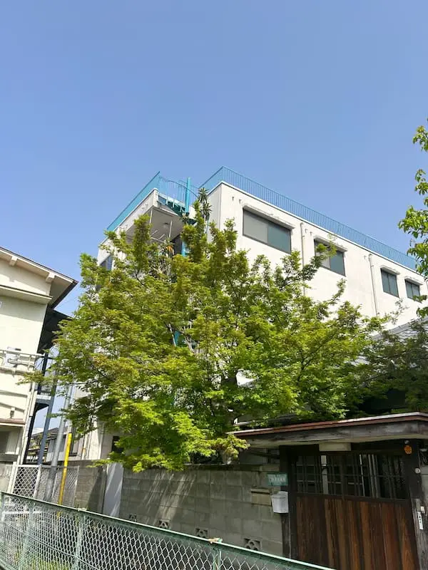 剪定前の甲府市のカエデ