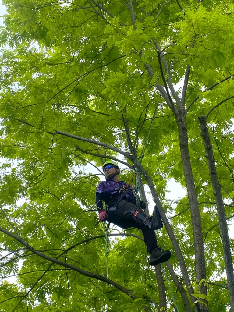 剪定】山梨県北杜市小淵沢町でクリ(栗の木)とハリエンジュ 