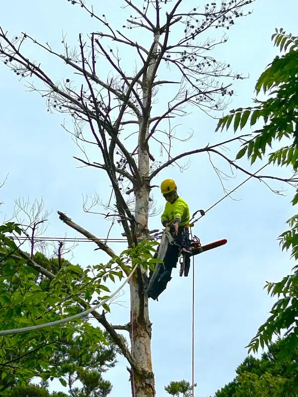 神社の大木の伐採】境内で立ち枯れた赤松(アカマツ)の特殊伐採｜高所