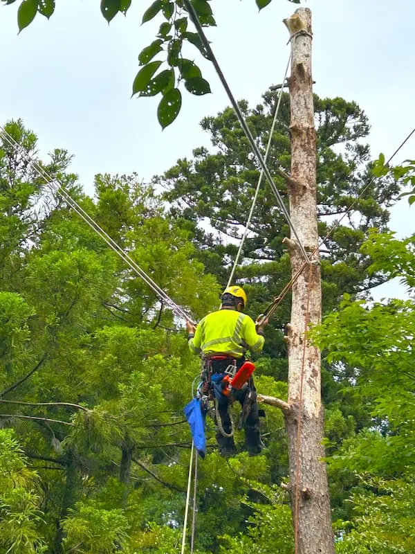 神社の大木の伐採】境内で立ち枯れた赤松(アカマツ)の特殊伐採｜高所