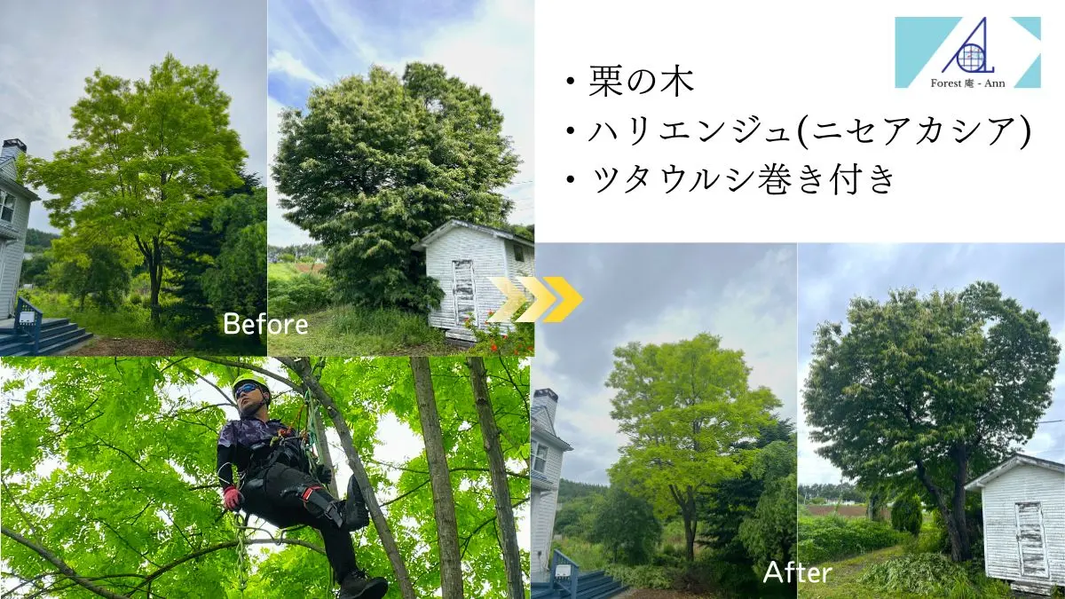 剪定】山梨県北杜市小淵沢町でクリ(栗の木)とハリエンジュ