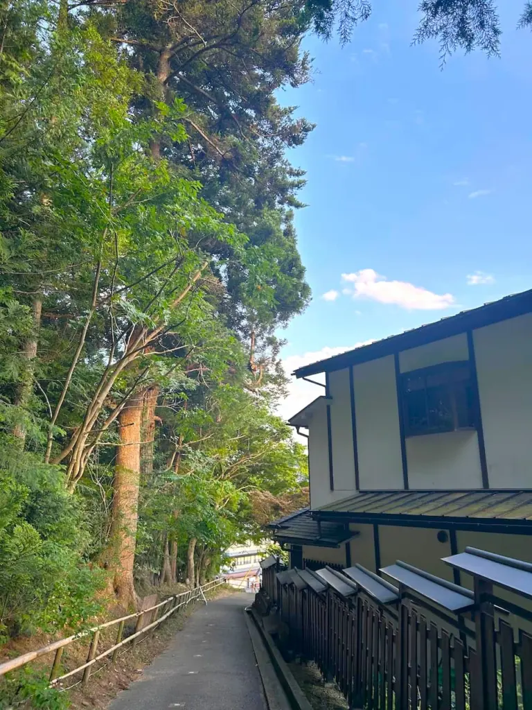 岩手県平泉町の寺院参道で大木を剪定した後