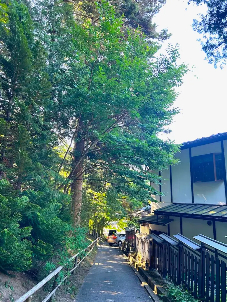 岩手県平泉町の寺院参道で剪定する前の大木