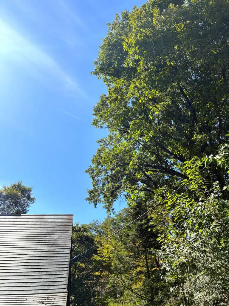 山梨県北杜市大泉町:支障となる枝を整理し木を残した施工後